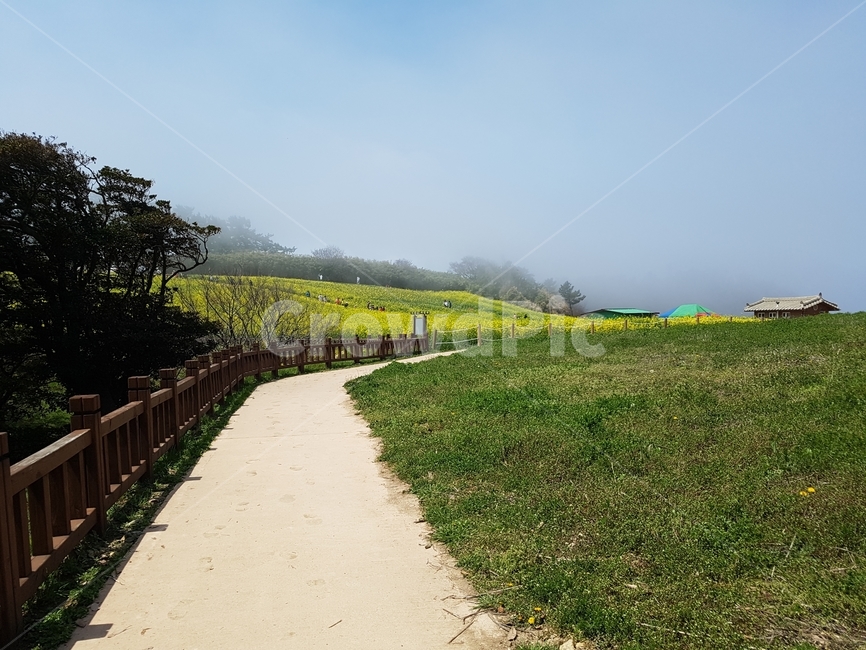 유채꽃,노란꽃,오솔길,길,들판,자연,풍경,nature,landscape,outdoors,옥외,path,통로