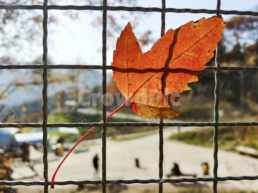 단풍잎,나뭇잎,가을,잎,낙엽,식물,autumn,leaf,leaves,maple,fall,plant,계절,season,가을,계절,fall,autumn,season,식물,자연,plants,nature