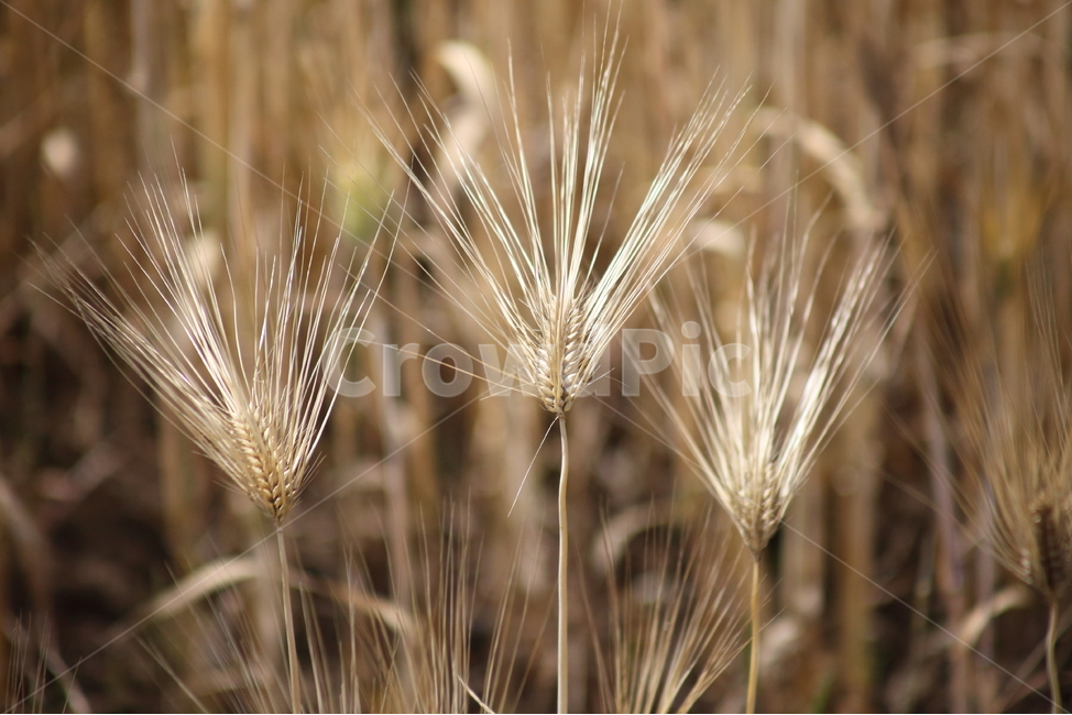 보리,황금보리,농작물,barley,hordeumvulgarel