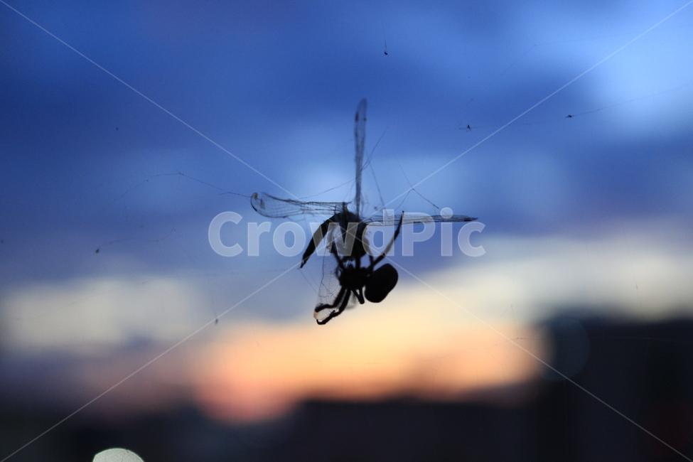 거미,잠자리,해질녘,식사,먹이사슬,동물,animal,곤충,벌레,insect,bug