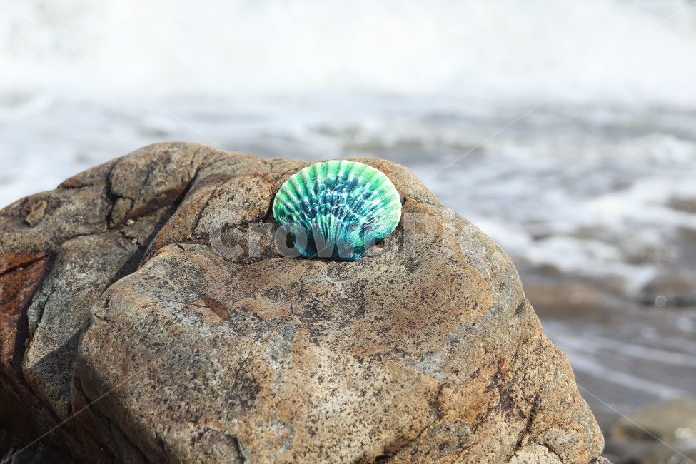 조개,조개껍데기,껍데기,바다,돌,해변,돌맹이,clam,beach,rock,시원한
