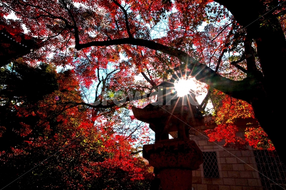 나무,빛,단풍,고요함,밫갈림,가을,계절,fall,autumn,season,식물,자연,plants,nature,나무,trees,wood,leaf,잎,plant,tree,flare,플레어,light,maple