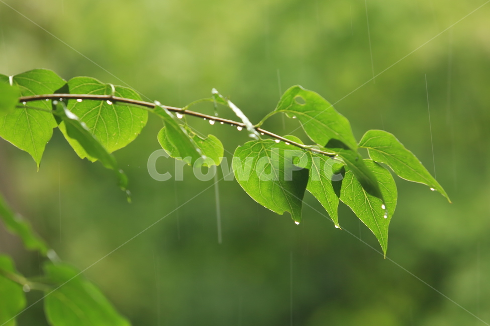 비,소경,풍경,비오는날,비오는소경,rain,식물,자연,plants,nature,휴식,힐링,rest,relaxation,healing,비,비오는날,rain,rainy