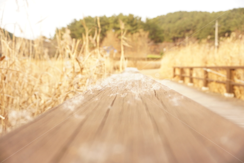 가을풍경,억새,갈대,산책로,공원,감성사진,가을배경,자연,풍경,nature,landscape,wood,나무