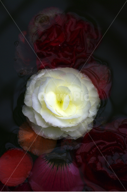 꽃,식물,flower,plant,color,식물,자연,plants,nature,꽃,flower