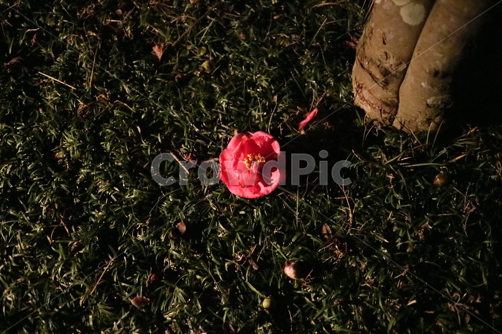 감성사진,감성,blossom,flower,꽃,rose,장미,식물,plant