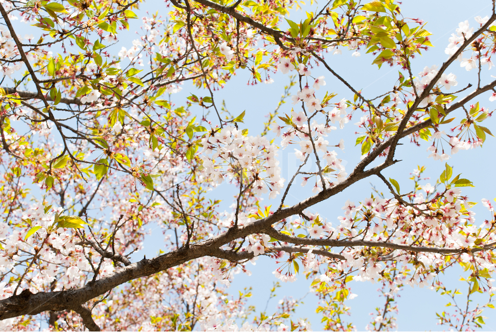 봄,벚꽃,꽃,배경,자연,풍경,하늘,나무,공원,cherryblossoms,식물,벚나무,매화,계절,축제,조경,나뭇가지,시골,경치,화사한,핑크,향기,분홍,맑음,spring,season,flower,생화,만개,만발,봄,계절,spring,season,식물,자연,plants,nature,꽃,flower,plant