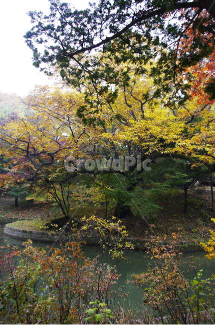 가을,fall,나무,식물,plant,단풍,잎,가을,계절,fall,autumn,season,자연,풍경,nature,landscape,tree,leaf,tree trunk,나무 줄기,maple