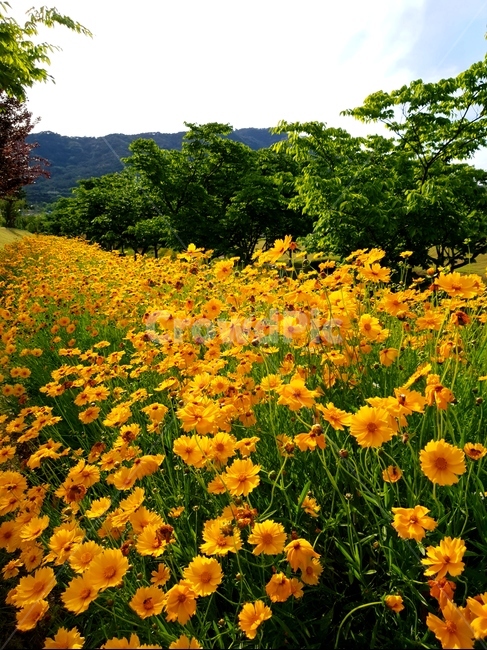 금계국,봄,풍경,노랑,파랑하늘,햇빛,봄,계절,spring,season,식물,자연,plants,nature,꽃,flower,나무,trees,wood,plant,outdoors,옥외,grassland,목초지,field,들,farm,농장,rural,농촌
