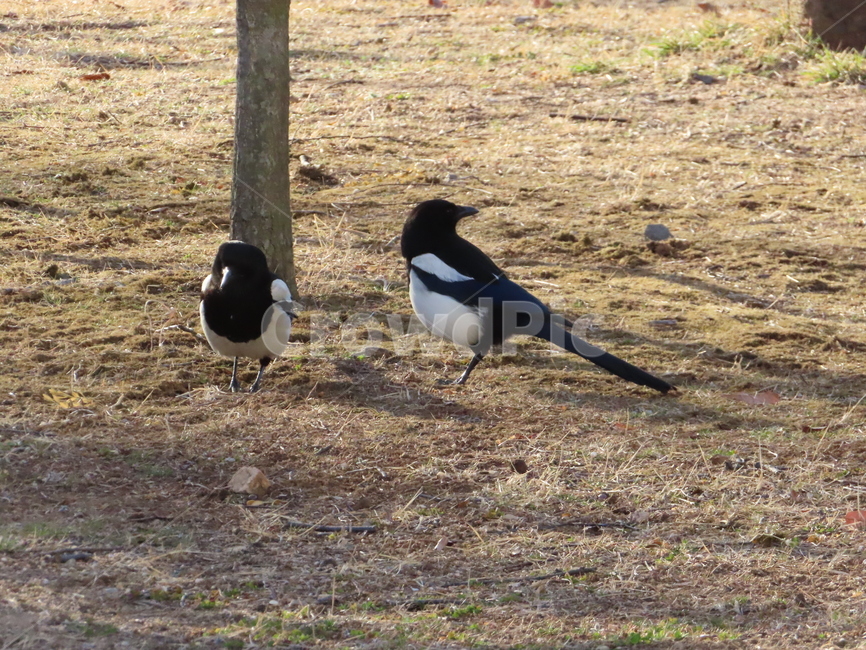 까치,동물,잡초,흙,봄,새,조류,갈색,식물,자연,한국조류,magpie,animal,weed,dirt,nature,spring,bird,brown,flora,동물,animal,조류,새,birds