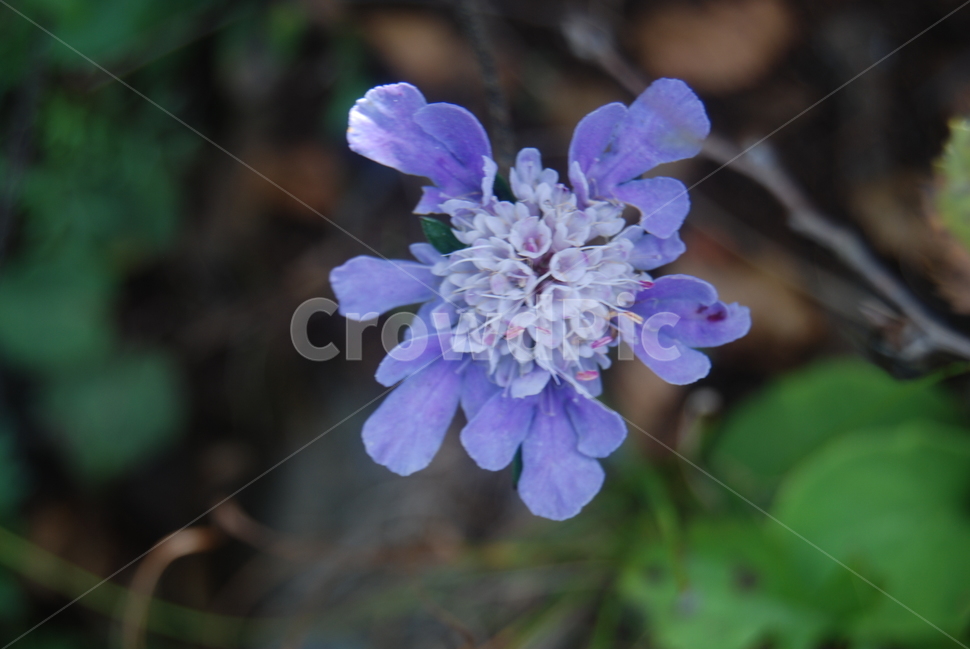 석병산,들꽃,봄,자연,수목원,식물,자연,plants,nature,꽃,flower