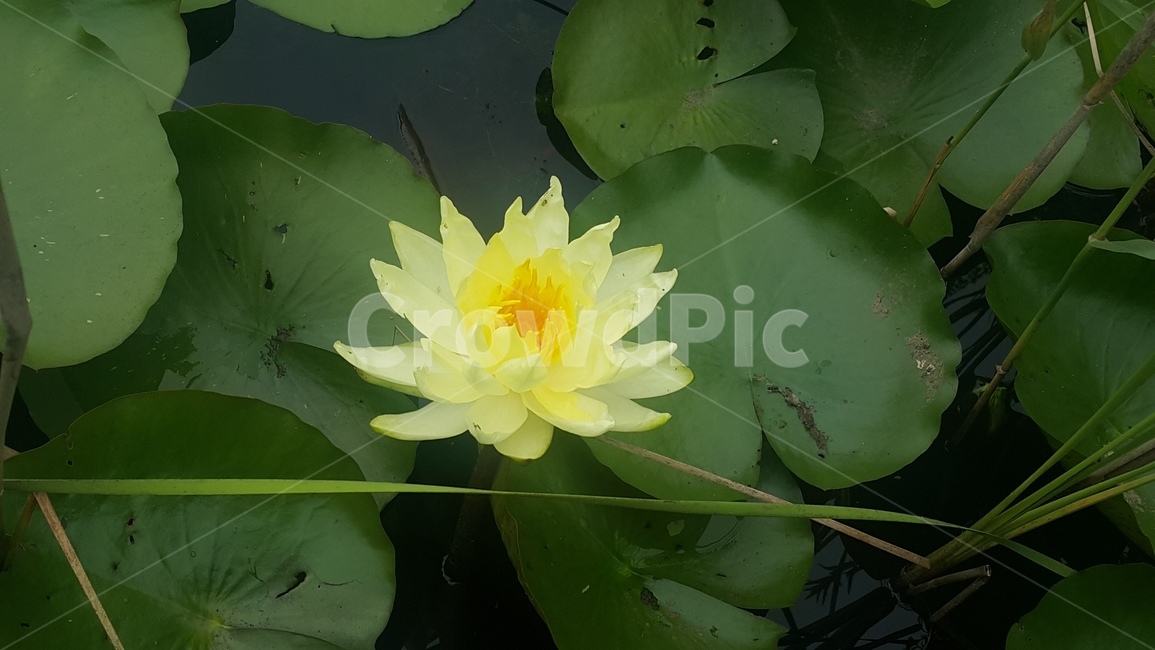 연꽃,노란연꽃,꽃,배경,호수,flower,lotus,힐링,감성사진,자연