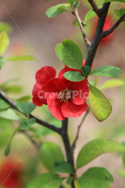 명자꽃,산당화,꽃,붉은색꽃,봄꽃,식물,자연,plants,nature,꽃,flower