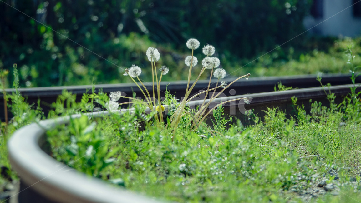 기차,철길,폐역,기차역,레일로드,민들례,꽃,봄,train,railroad,식물,자연,plants,nature