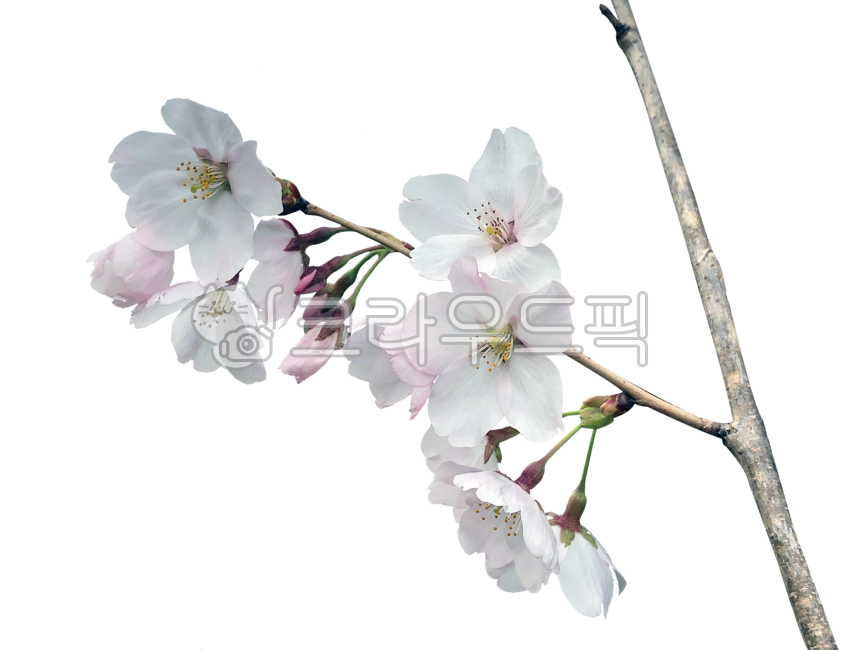 Cherry Blossom,Nukki,isolated,March,flower tree,Clean,cherryblossoms,april,cherrytree,spring,spring flowers,white,tabitha,season,flowertree,Emotion,sunny,flowers,seasons,blossom,nature,transparentbackground,png,clear,leaf,clean,springflowers,march,flower,