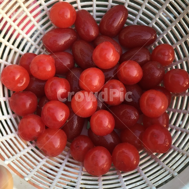 보리수,과일,빨간보리수,예쁨,동글동글,음식,식재료,요리,food,cook,meal,dishes,food reserves,과일,열매,fruit