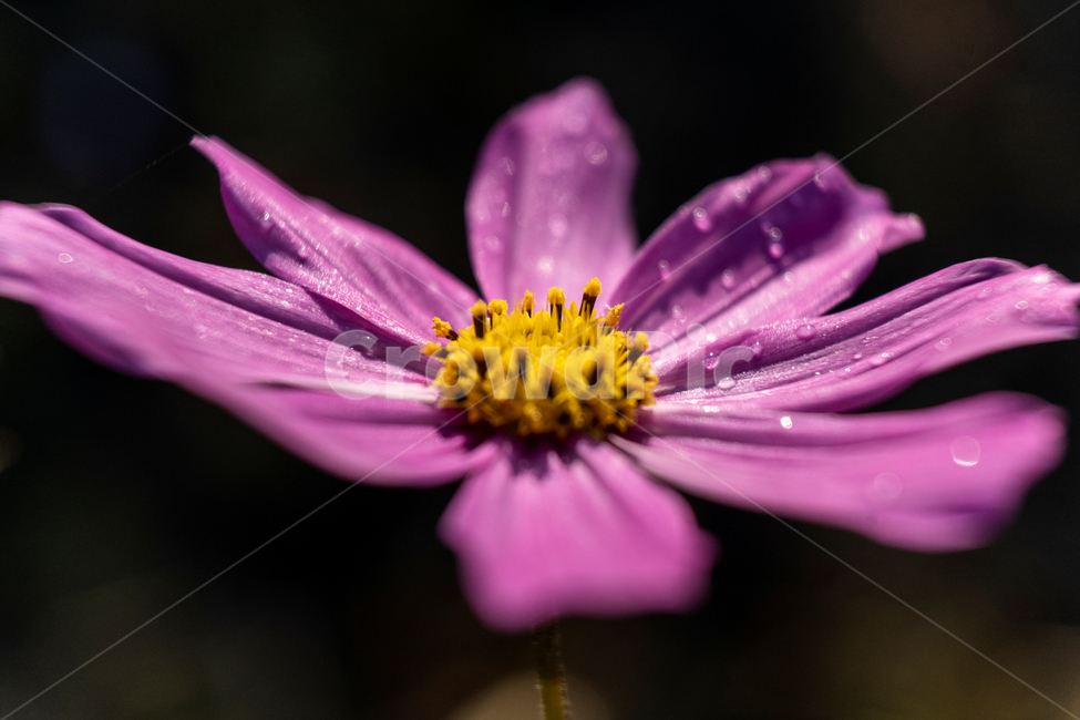 가을,코스모스,분홍꽃,접사,이슬,아침이슬,접사꽃,가을,계절,fall,autumn,season,식물,자연,plants,nature,꽃,flower,plant