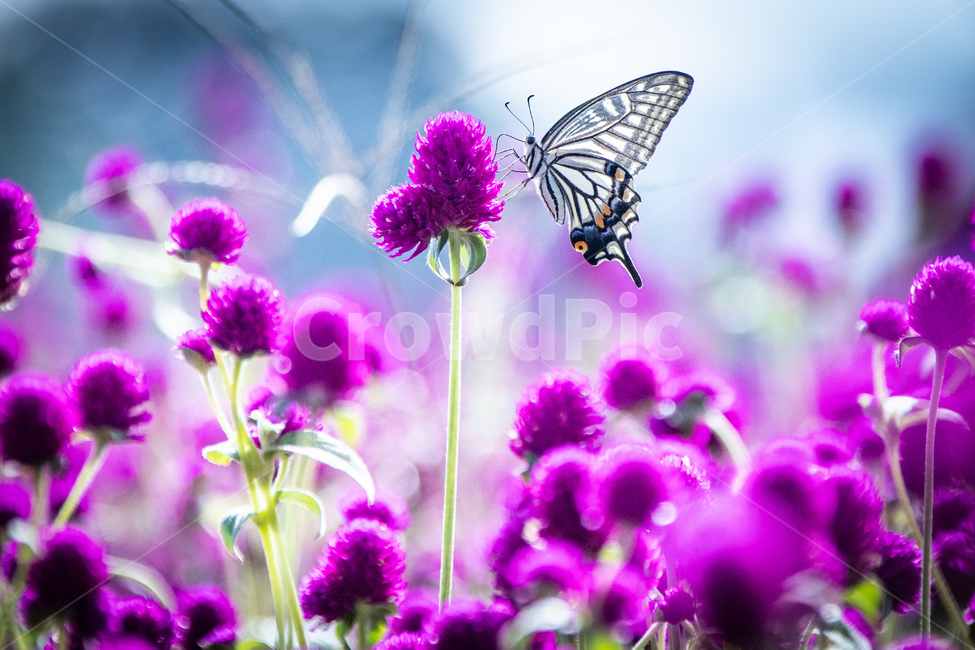 식물,자연,꽃,천일홍,나비,호랑나비,식물,자연,plants,nature,꽃,flower,동물,animal,곤충,벌레,insect,bug,색깔,색상,색채,색감,color sense,color sensitivity,feeling of color