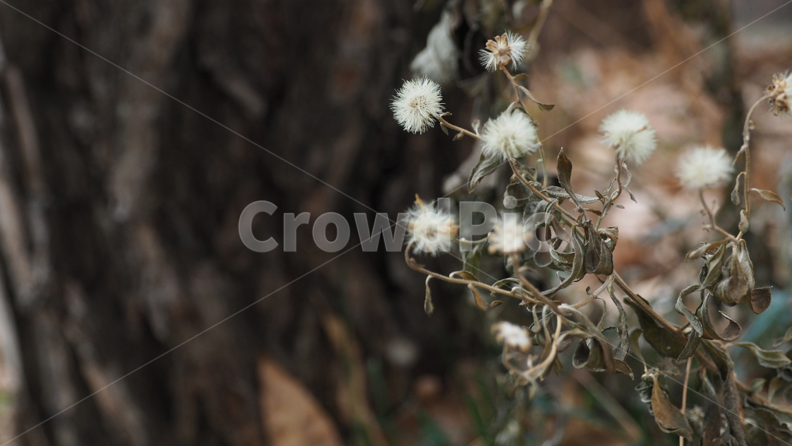 야생화,식물,야외,wildflower,plant,outdoor