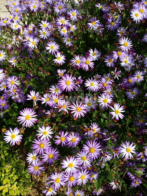 아스타,aster,plant,flower,식물,꽃,blossom,식물,자연,plants,nature
