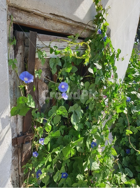 나팔꽃,꽃,보라꽃,식물,덩굴식물,식물,자연,plants,nature