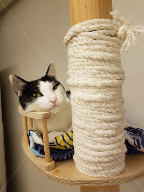 cattower,고양이,검정색,하얀색,cat,캣타워,동물,animal,포유류,mammal,고양이,cat,kitten,kitty