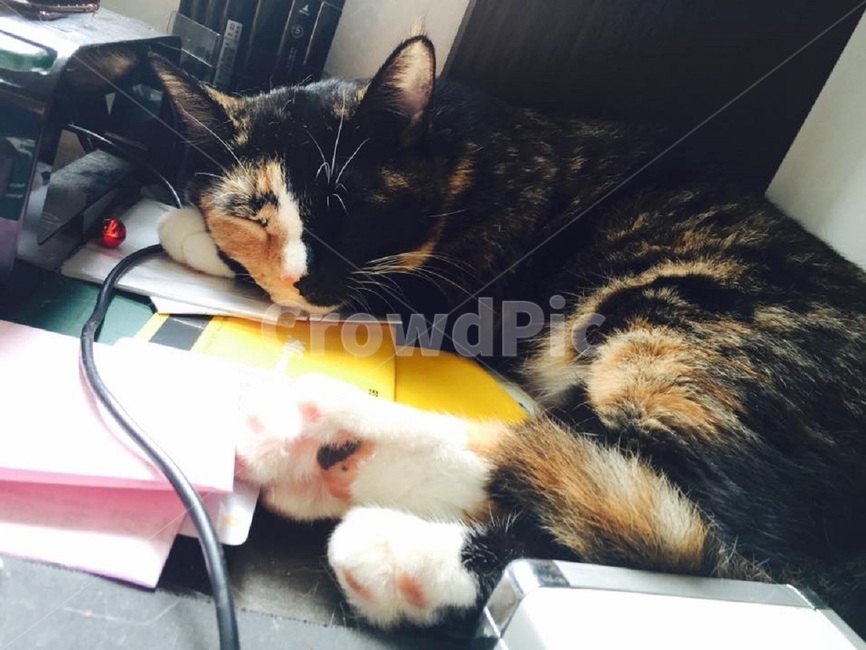고양이,캣냅,잠,삼색,카오스,반쪽,귀여움,자는고양이