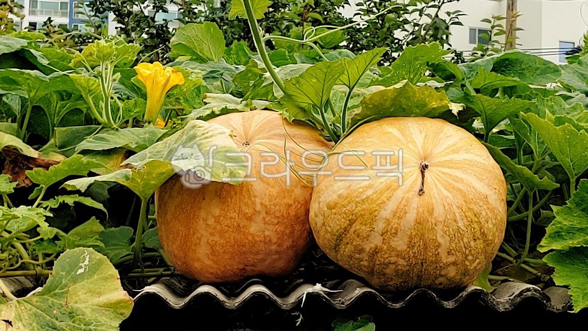 호박,채소,지붕,스레트,호박꽃,pumpkin,food,음식
