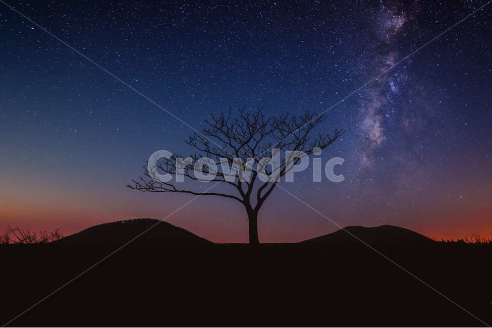은하수,하늘,나무,매직아워,별,자연,풍경,nature,landscape,한국자연풍경,한국자연경관,korea nature landscape,제주도,jeju,jeju island,야경,밤,nightscape,night,식물,plants,나무,trees,wood,감성,sensible,feeling,색깔,색상,색채,색감,color sense,color sensitivity,feeling of color,outdoors,옥외