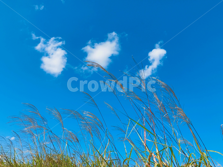plant,식물,하늘,sky,구름,억새,가을,가을,계절,fall,autumn,season,식물,자연,plants,nature,grass,잔디
