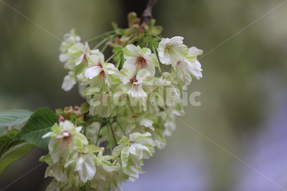 청벚꽃,벚꽃,꽃,봄꽃,겹벚꽃,봄,식물,자연,plants,nature,꽃,flower