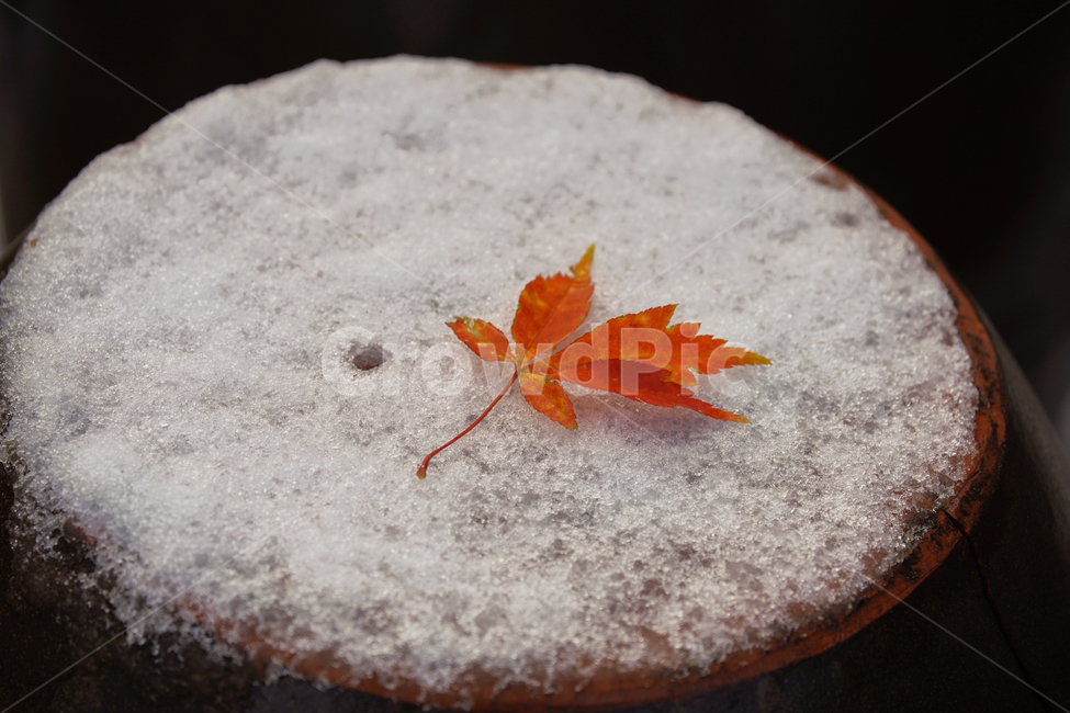 낙엽,단풍,눈,겨울,흰눈,잎,잎새,감성,계절,자연,겨울,계절,winter,season