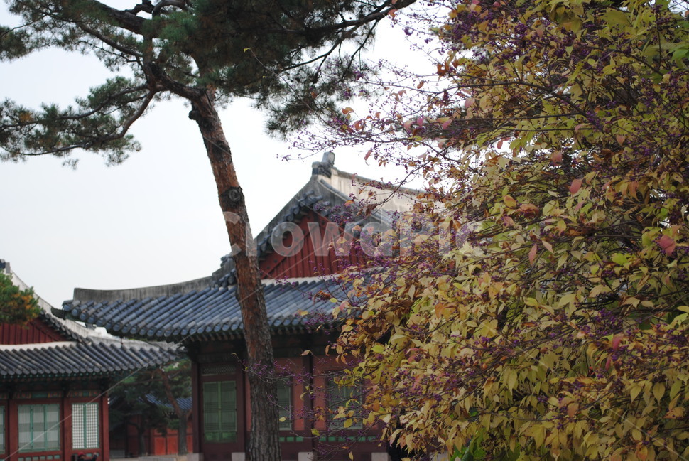 창경궁,가을,단풍,낙엽,changgyeonggung,palace,falll,가을,계절,fall,autumn,season,한국전통,한국문화,korean traditional,korean culture
