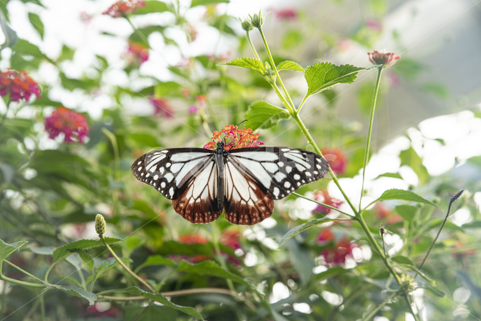 나비,곤충,이화원,식물원,버터플라이,butterfly,동물,animal,곤충,벌레,insect,bug
