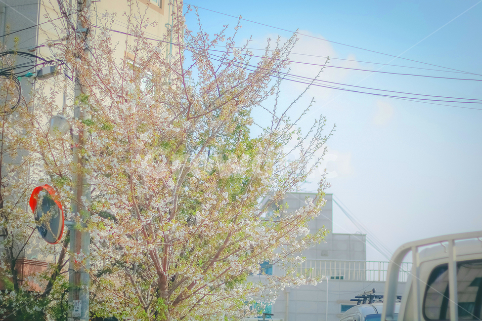 목련,봄날,봄,따뜻한,감성,감성사진,목련꽃,magnolia,spring,4월,따뜻함,벚꽃,벚꽃나무,빛,봄,계절,spring,season,도시,풍경,city,landscape,한국도시풍경,한국도시경관,korea cityscape,식물,자연,plants,nature,나무,trees,wood,감성,sensible,feeling