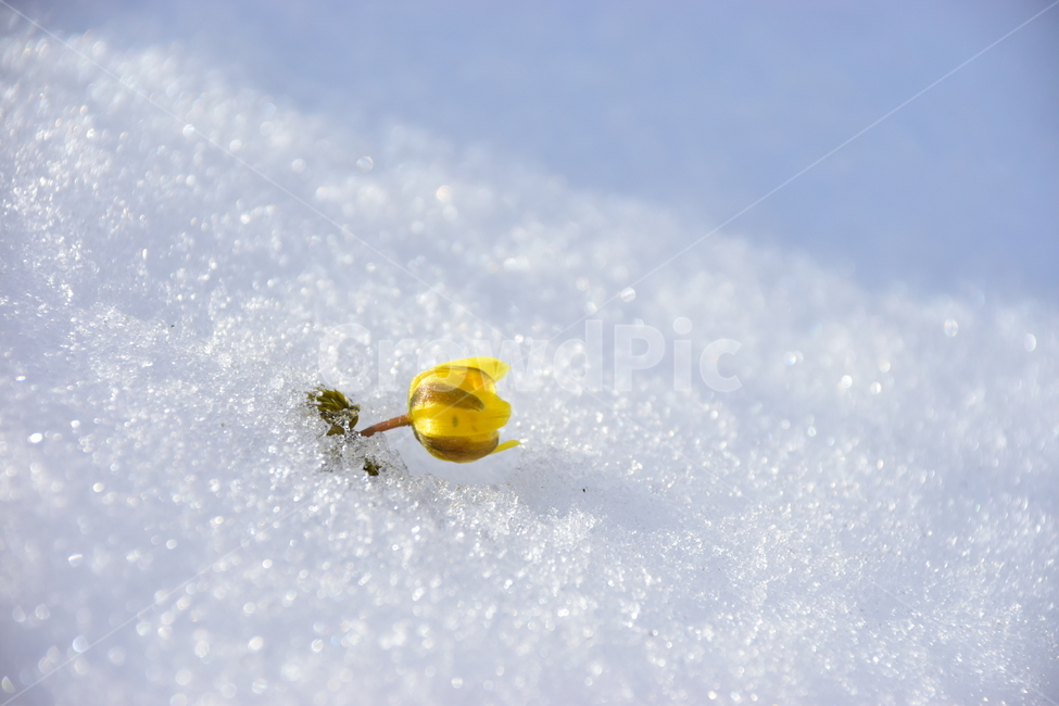 복수초,야생화,봄,눈,설중,꽃,풀꽃,자연,식물,식생,감성,힐링,plants,nature,spring,season,flower,emotion,feeling,노란색,노랑,초본