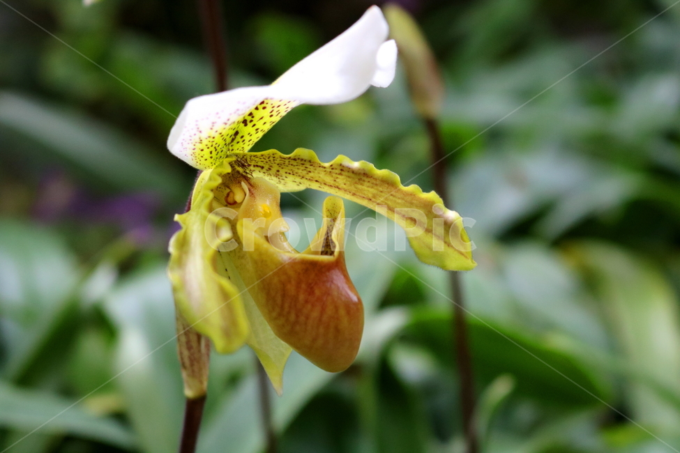난,주머니난,꽃,주머니난꽃,난초과,식물,야생화,식물원,식물,자연,plants,nature,꽃,flower