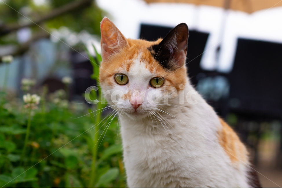 고양이,cat,멀뚱멀뚱,갸우뚱,풀,동물,animal,포유류,mammal,고양이,cat,kitten,kitty