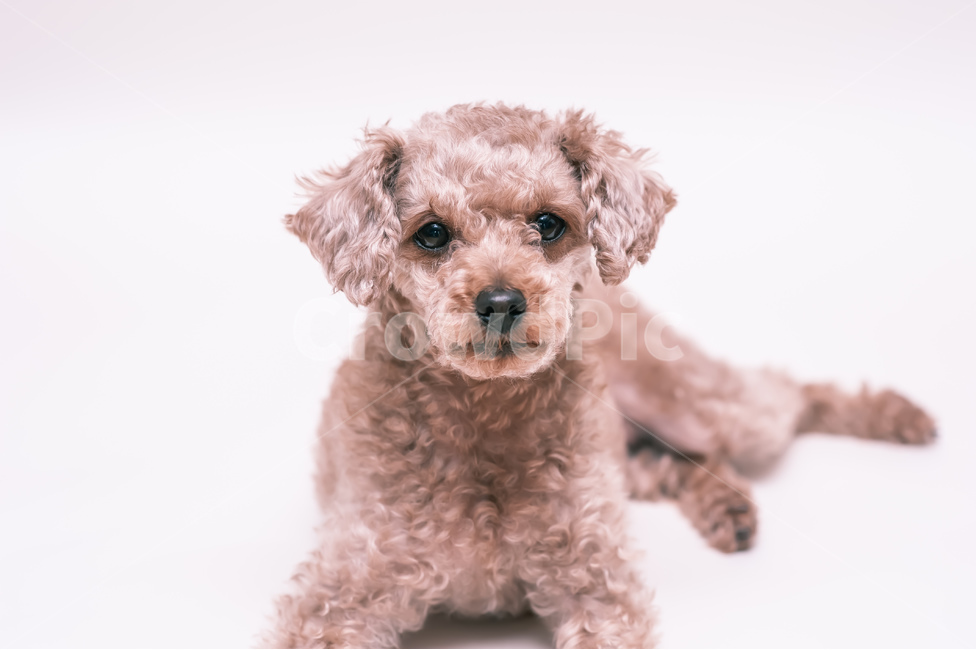 pet,애완동물,동물,animal,mammal,푸들,동물,animal,포유류,mammal,개,강아지,dog,doggy