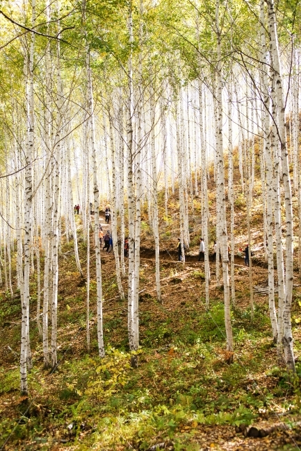 강원도,원대리,자작나무,단풍,나무,숲,흰색,껍질,자연,풍경,nature,landscape,식물,plants,나무,trees,wood,tree,plant