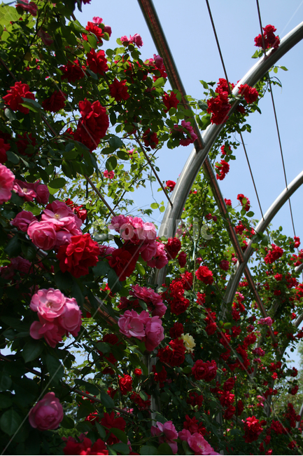 장미,식물,flower,plants,nature,꽃,꽃봉오리,식물,자연,plants,nature,꽃,flower