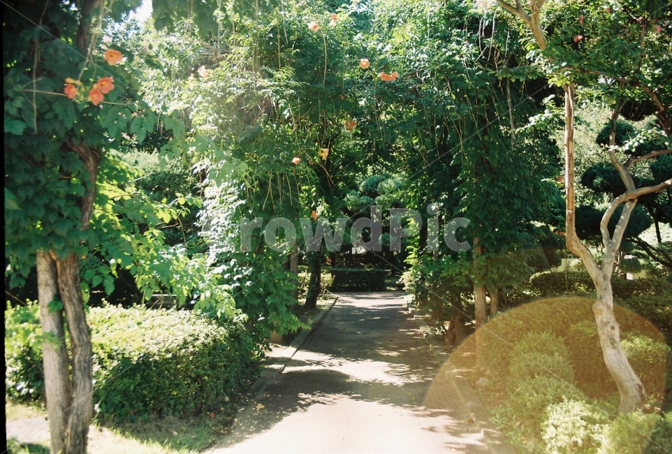 배롱나무,꽃,햇살,나무,그림자,식물,자연,plants,nature,감성,sensible,feeling,휴식,힐링,rest,relaxation,healing
