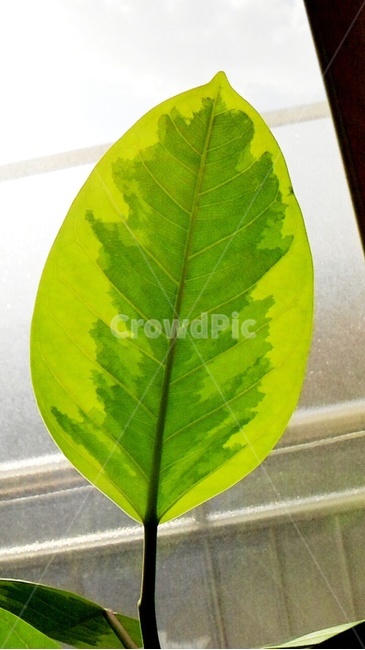 잎,식물,고무나무,뱅갈고무나무,연두색,식물,자연,plants,nature