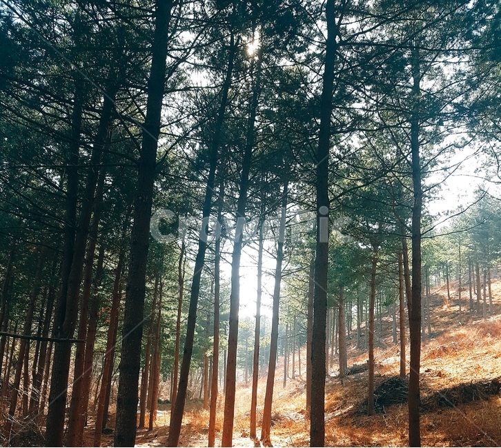 울창한숲,등산,추억,아련함,맑은공기