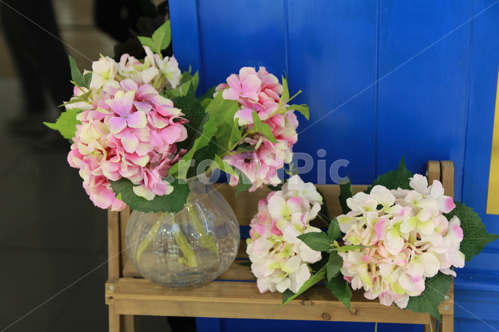 plant,식물,꽃,blossom,flower,꽃꽂이,식물,자연,plants,nature,꽃,flower
