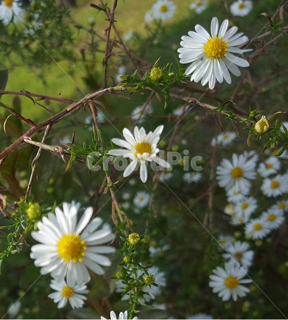 꽃,flower,근접,생화,야생화