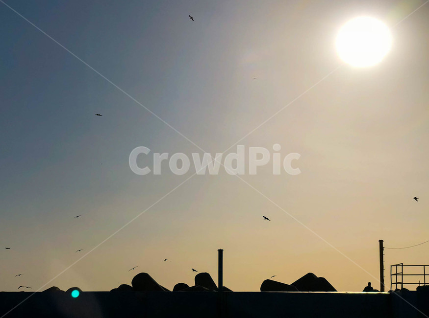 flare,플레어,light,빛,nature,새,동물,bird,animal,자연,outdoors,옥외,sunlight,햇빛