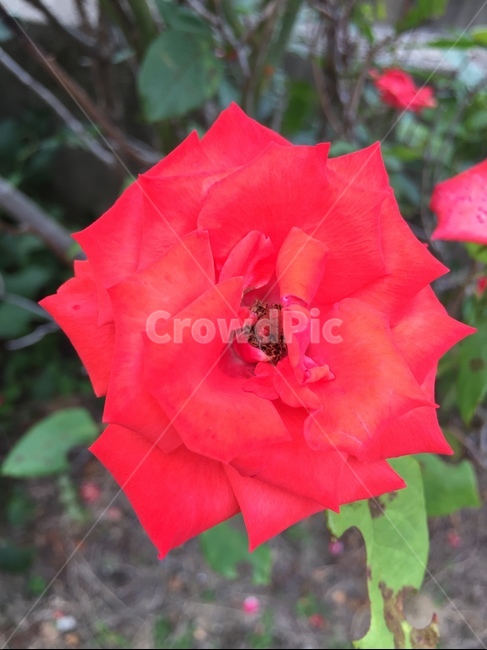 blossom,plant,식물,꽃,flower,rose,장미,식물,자연,plants,nature,꽃,flower