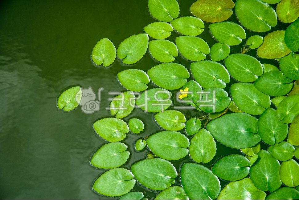 연못, 녹색, 나뭇잎, 풀잎, 고요함, 사진,이미지,일러스트,캘리그라피 - Jeipix작가