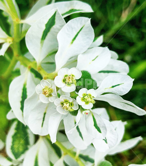 plant,식물,blossom,꽃,야생화,식물,자연,plants,nature,꽃,flower
